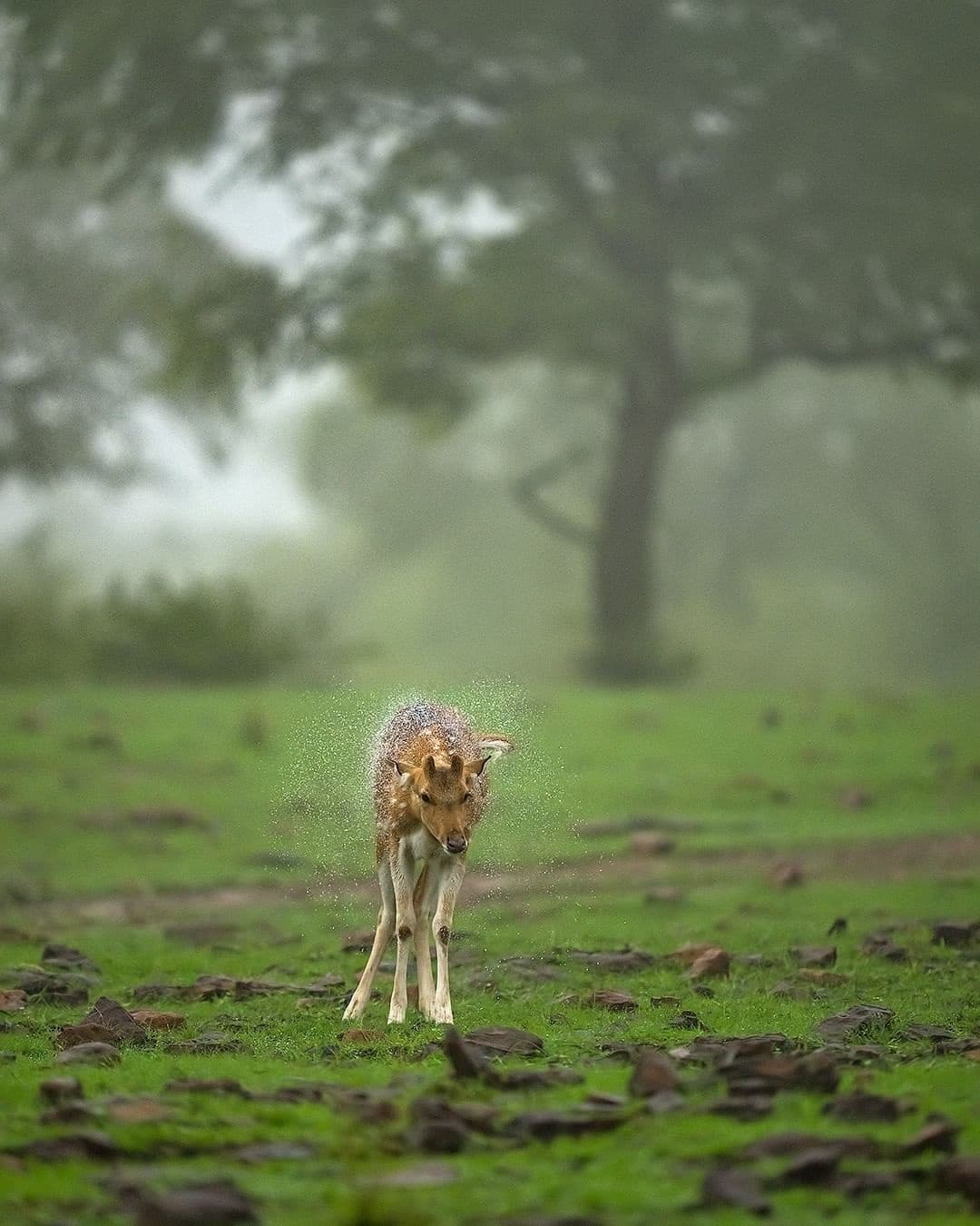 Monsoon Deers - Sudhir Shivraman